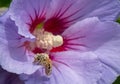 Rose of Sharon Hibiscus syriacus Oiseau Bleu, violet-blue fower with honey bee